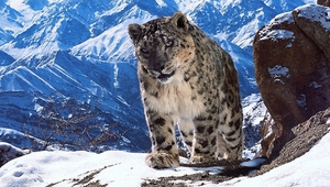 Кадър от "Планетата Земя 2"