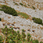 Балкански диви кози в Пирин