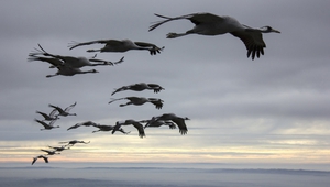 Прелетни птици в "Сезоните"