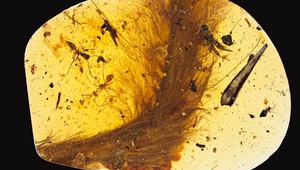 Динозавърска опашка в късче кехлибар