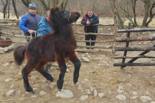 Konche ot porodata balgarski karakachanski kon