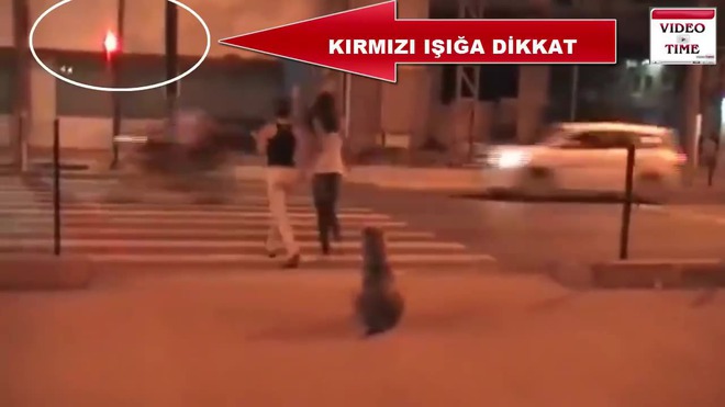 Куче по-умно от хората