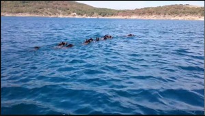 Диви прасета плуват в Черно море