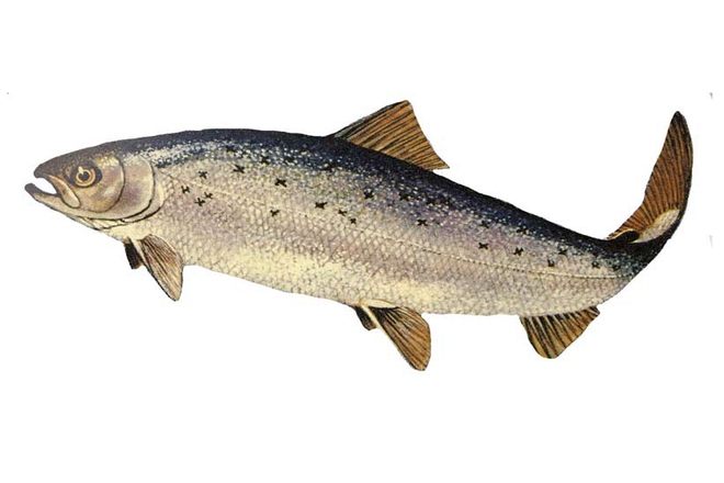 Atlanticheska syomga salmo salar