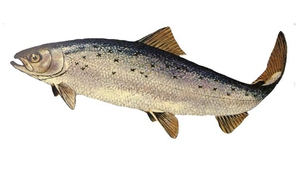 Атлантическа сьомга (Salmo salar)