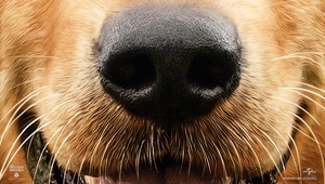 Плакат за филма "Кучешки живот" (2017)