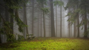 Каква метафора крие гората?