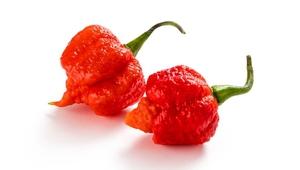 Лютата чушка Каролинска смърт