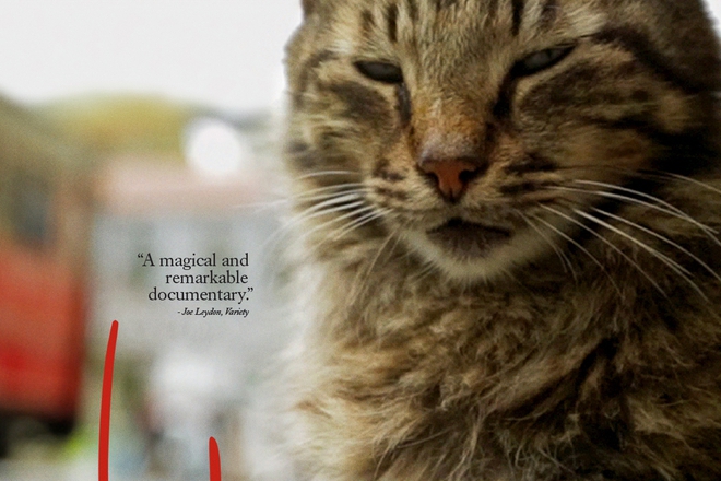 Kotka na plakat za dokumentalniya film kedi 2016