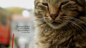 Котка на плакат за документалния филм Kedi (2016)