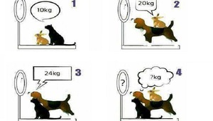 Задача - колко кг тежат животните