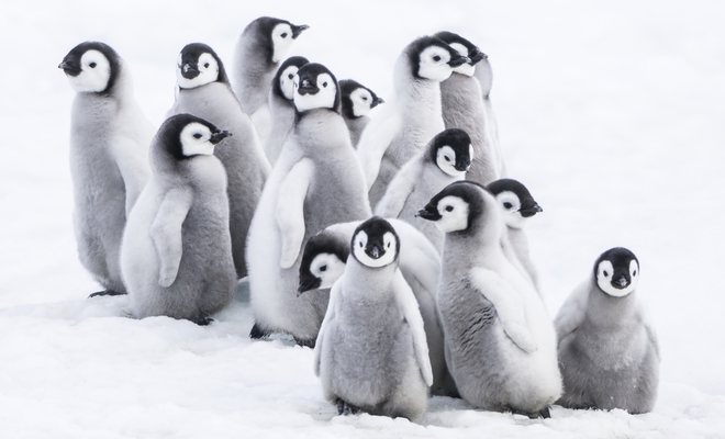 Малки пингвинчета в кадър от "Императорът"