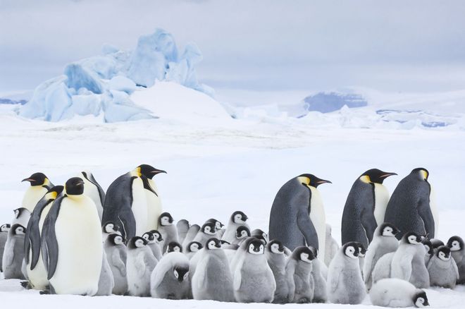 Малки и големи императорски пингвини