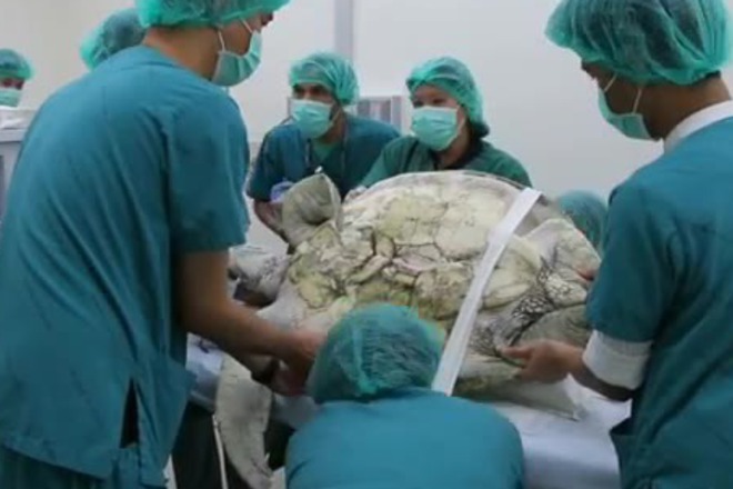 Kostenurka kasichka pogalnala 915 moneti