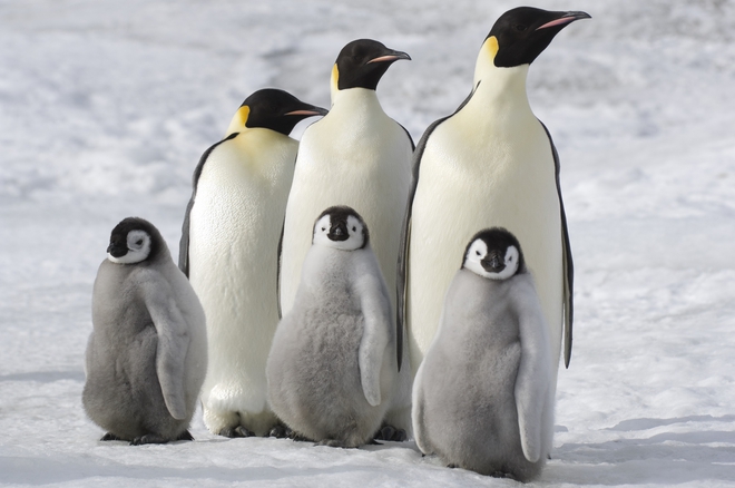 Императорски пингвини с малките си