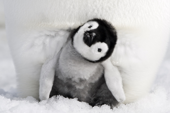 Императорско пингвинче