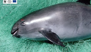 Делфин вакита, умъртвен при риболов
