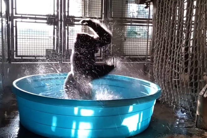 Shtastliva banya gorilata zola ot zooparka v dalas