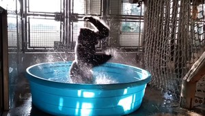 Щастлива баня: Горилата Зола от зоопарка в Далас