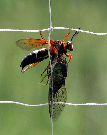 Оса от вида Sphecius speciosus убива цикада в американски резерват