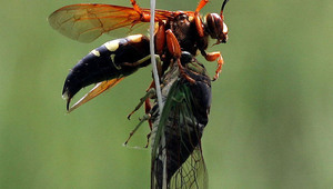Оса от вида Sphecius speciosus убива цикада в американски резерват