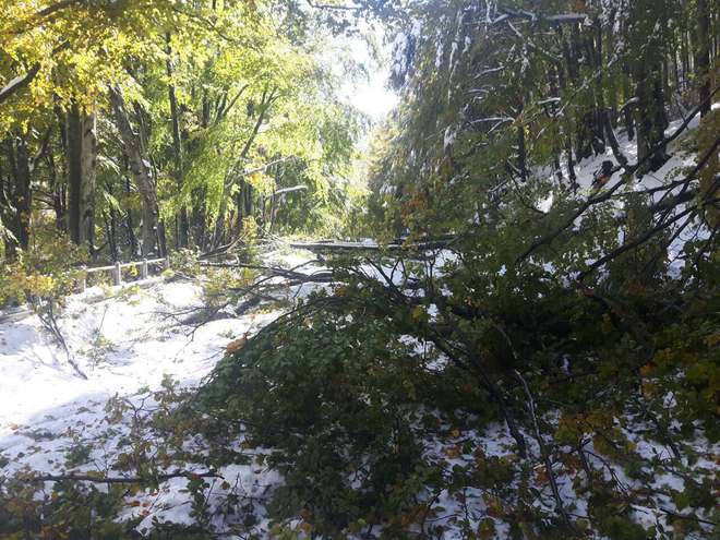 Паднали дървета затвориха прохода Петрохан