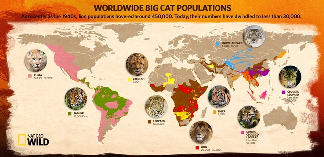Числеността на големите котки по света - инфографика