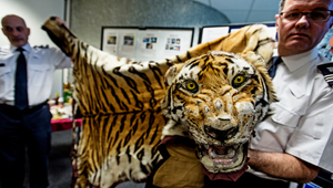 Тигрова кожа, конфискувана на летище "Хийтроу", Лондон