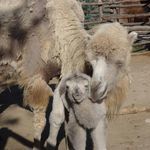 Бяло двугърбо камилче се роди във варненския зоопарк