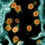 Новият коронавирус под микроскоп